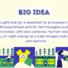 Light Energy Transformations - Image 3